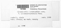 Colletotrichum gloeosporioides image